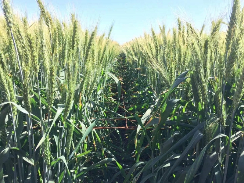 气候变化催生创新性的小麦育种策略