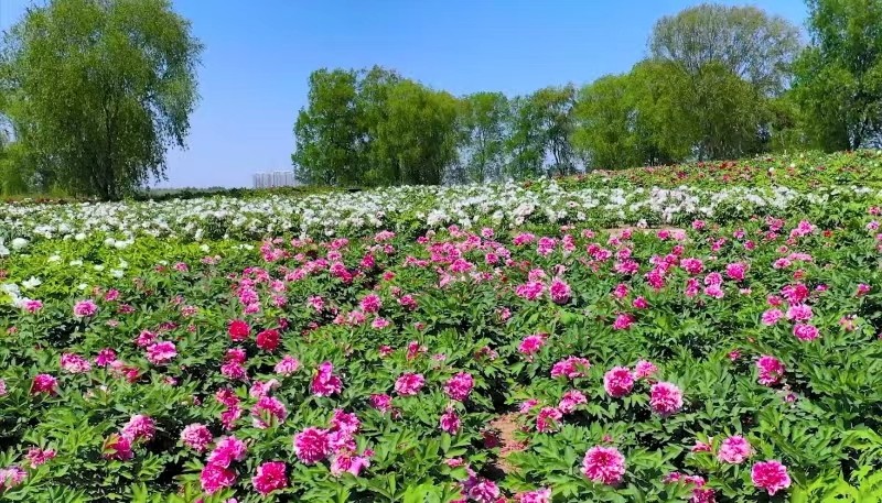 第六届济宁太白湖牡丹节盛大开幕(图3)