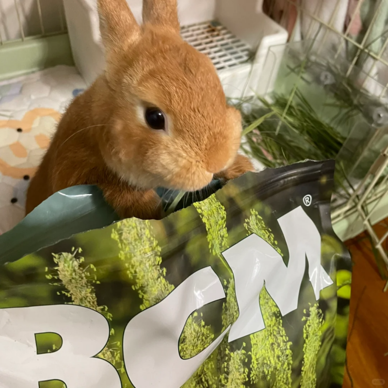 BCM 提摩西草:为何成为小宠喂养热门之选?(图3) BCM 提摩西草:为何成为小宠喂养热门之选?(图3)