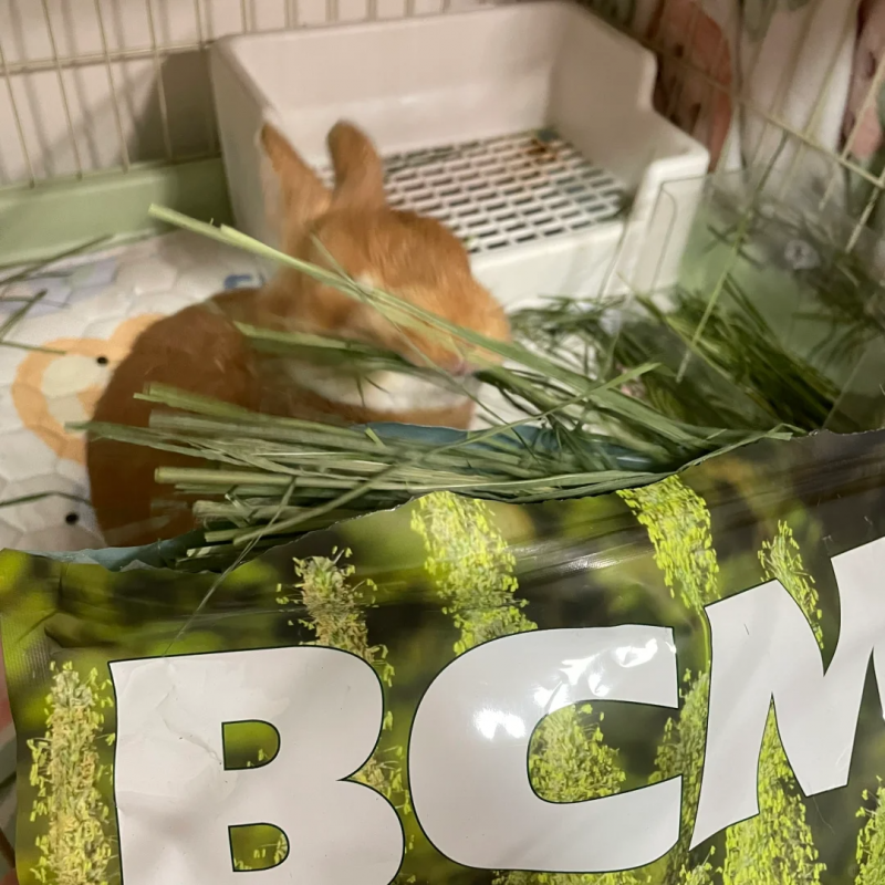 BCM 提摩西草:为何成为小宠喂养热门之选?(图6) BCM 提摩西草:为何成为小宠喂养热门之选?(图6)